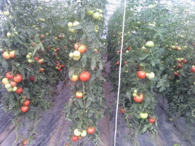 Nihad i Semina Gurbeta se već 15 godina bave plasteničkom proizvodnjom