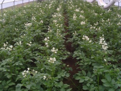 Nihad i Semina Gurbeta se već 15 godina bave plasteničkom proizvodnjom