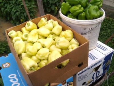 Nihad i Semina Gurbeta se već 15 godina bave plasteničkom proizvodnjom