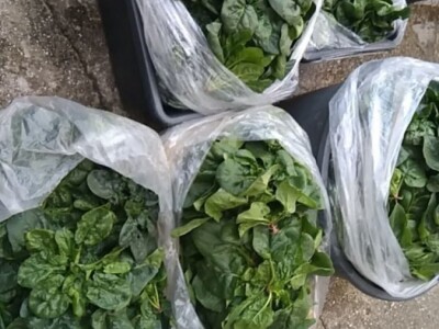 Nihad i Semina Gurbeta se već 15 godina bave plasteničkom proizvodnjom