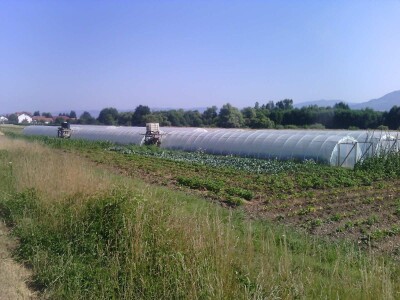 Nihad i Semina Gurbeta se već 15 godina bave plasteničkom proizvodnjom