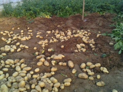 Nihad i Semina Gurbeta se već 15 godina bave plasteničkom proizvodnjom