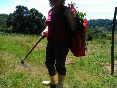 Lijek iz prirode - za svaki organ biljka postoji! Lijek iz prirode - za svaki organ biljka postoji!