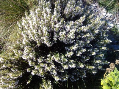 Nije htjela prodati smilje u bescijenje, pa se posvetila izradi prirodne kozmetike