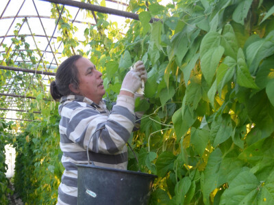 Divovske mahune u bjelovarskom plasteniku