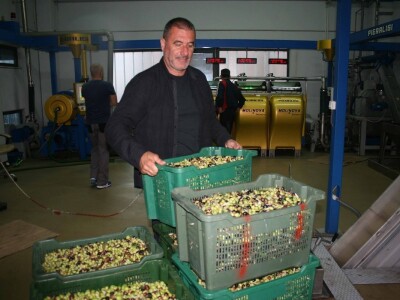 NIKAD SLABIJA MASLINARSKA SEZONA - Hrvatski iseljenici, ali i domaći maslinari kupuju maslinovo ulje izravno u uljarama! NIKAD SLABIJA MASLINARSKA SEZONA - Hrvatski iseljenici, ali i domaći maslinari kupuju maslinovo ulje izravno u uljarama!