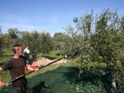NIKAD SLABIJA MASLINARSKA SEZONA - Hrvatski iseljenici, ali i domaći maslinari kupuju maslinovo ulje izravno u uljarama! NIKAD SLABIJA MASLINARSKA SEZONA - Hrvatski iseljenici, ali i domaći maslinari kupuju maslinovo ulje izravno u uljarama!