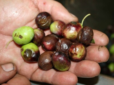 NIKAD SLABIJA MASLINARSKA SEZONA - Hrvatski iseljenici, ali i domaći maslinari kupuju maslinovo ulje izravno u uljarama! NIKAD SLABIJA MASLINARSKA SEZONA - Hrvatski iseljenici, ali i domaći maslinari kupuju maslinovo ulje izravno u uljarama!