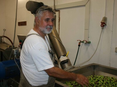 NIKAD SLABIJA MASLINARSKA SEZONA - Hrvatski iseljenici, ali i domaći maslinari kupuju maslinovo ulje izravno u uljarama! NIKAD SLABIJA MASLINARSKA SEZONA - Hrvatski iseljenici, ali i domaći maslinari kupuju maslinovo ulje izravno u uljarama!