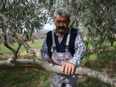 NIKAD SLABIJA MASLINARSKA SEZONA - Hrvatski iseljenici, ali i domaći maslinari kupuju maslinovo ulje izravno u uljarama! NIKAD SLABIJA MASLINARSKA SEZONA - Hrvatski iseljenici, ali i domaći maslinari kupuju maslinovo ulje izravno u uljarama!