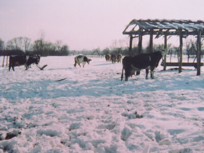Pašnjak površine 10 hektara