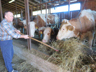 Hranidba  kvalitetnom sjenažom
