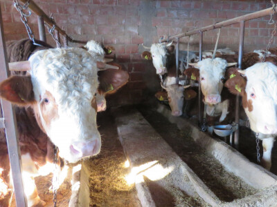 Tov bikova ispaltiviji od mlijeka