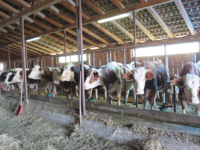 Krave simentalske pasmine