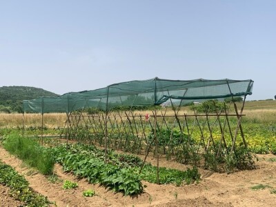 Nikica Beader uzgojio batat od 4,2 kilograma