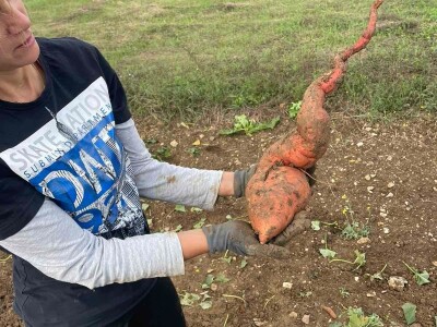 Nikica Beader uzgojio batat od 4,2 kilograma