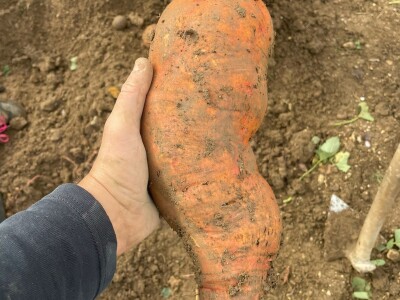 Nikica Beader uzgojio batat od 4,2 kilograma