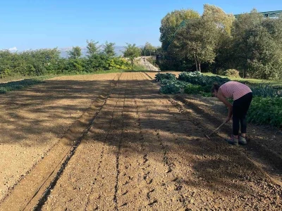 Nikica Beader uzgojio batat od 4,2 kilograma