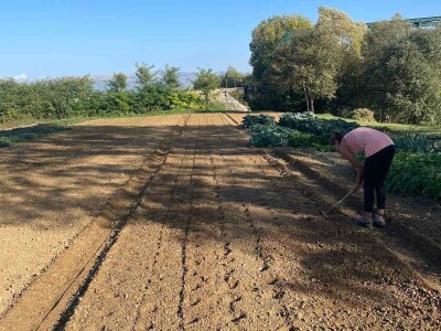 Nikica Beader uzgojio batat od 4,2 kilograma