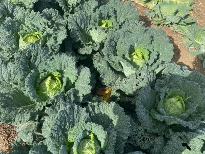 Nikica Beader uzgojio batat od 4,2 kilograma