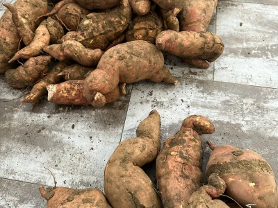 Nikica Beader uzgojio batat od 4,2 kilograma