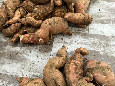 Nikica Beader uzgojio batat od 4,2 kilograma