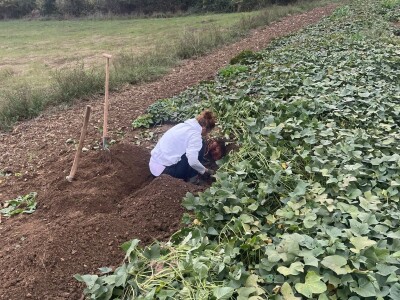 Nikica Beader uzgojio batat od 4,2 kilograma