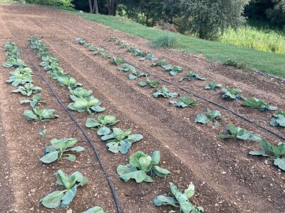 Nikica Beader uzgojio batat od 4,2 kilograma