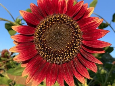 Nikica Beader uzgojio batat od 4,2 kilograma