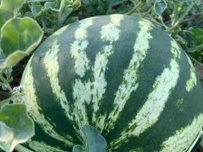 Nikica Beader uzgojio batat od 4,2 kilograma
