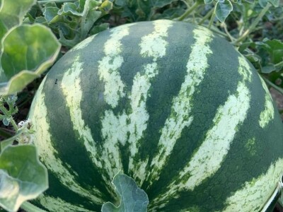 Nikica Beader uzgojio batat od 4,2 kilograma