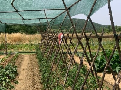 Nikica Beader uzgojio batat od 4,2 kilograma