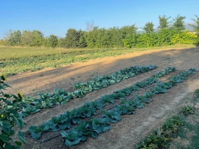 Nikica Beader uzgojio batat od 4,2 kilograma