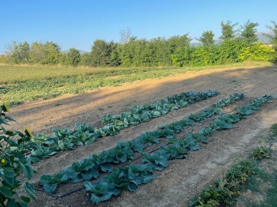 Nikica Beader uzgojio batat od 4,2 kilograma