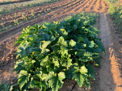 Nikica Beader uzgojio batat od 4,2 kilograma