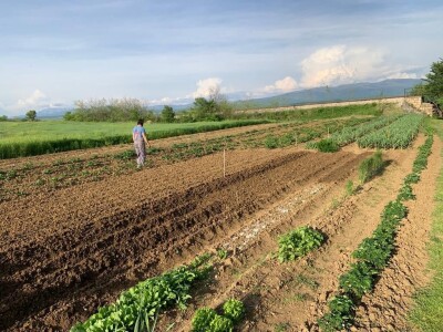 Nikica Beader uzgojio batat od 4,2 kilograma