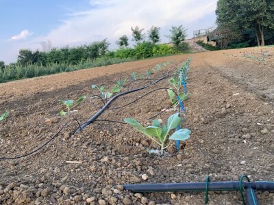 Nikica Beader uzgojio batat od 4,2 kilograma