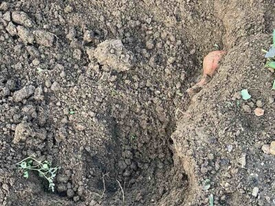 Nikica Beader uzgojio batat od 4,2 kilograma