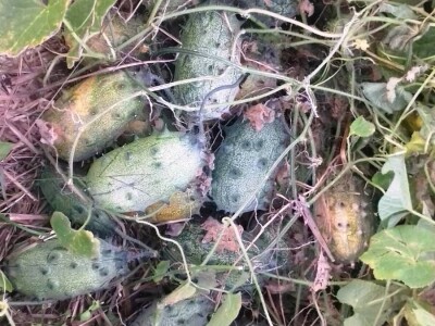 Niko ne zna zašto je Nadin paradajz žut, ni koju dinju uzgajaju