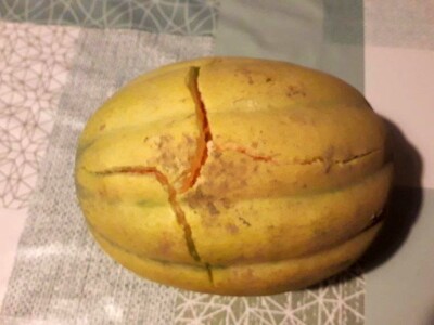 Niko ne zna zašto je Nadin paradajz žut, ni koju dinju uzgajaju