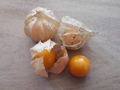 Niko ne zna zašto je Nadin paradajz žut, ni koju dinju uzgajaju