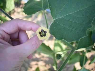 Niko ne zna zašto je Nadin paradajz žut, ni koju dinju uzgajaju