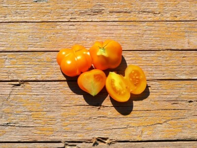 Niko ne zna zašto je Nadin paradajz žut, ni koju dinju uzgajaju