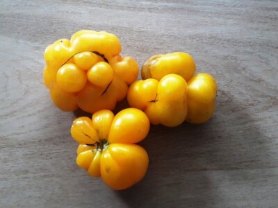 Niko ne zna zašto je Nadin paradajz žut, ni koju dinju uzgajaju