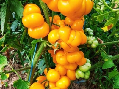 Niko ne zna zašto je Nadin paradajz žut, ni koju dinju uzgajaju