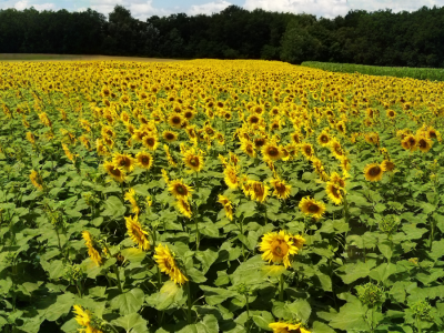OPG Dasović Malo Vukovje