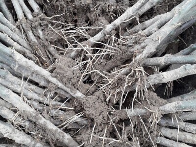 Ninići povadili 2.500 sadnica voća kako bi ih spasili od poplava i ponovo posadili