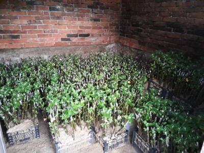 Ninići povadili 2.500 sadnica voća kako bi ih spasili od poplava i ponovo posadili