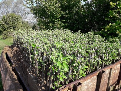 Ninići povadili 2.500 sadnica voća kako bi ih spasili od poplava i ponovo posadili