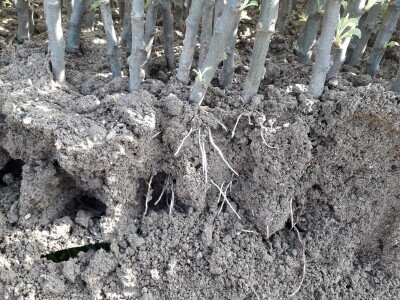 Ninići povadili 2.500 sadnica voća kako bi ih spasili od poplava i ponovo posadili